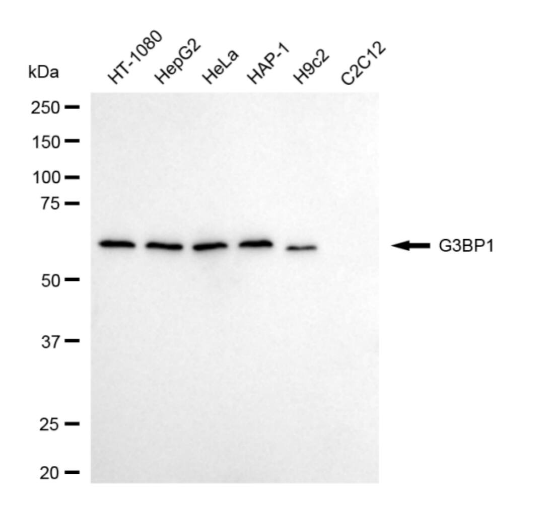 G3BP1 Antibody (24GB4575)