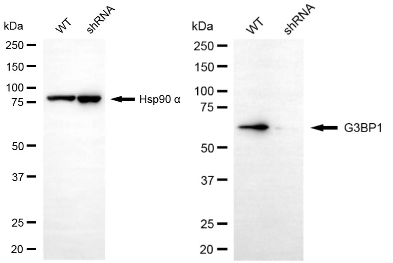 G3BP1 Antibody (24GB4575)
