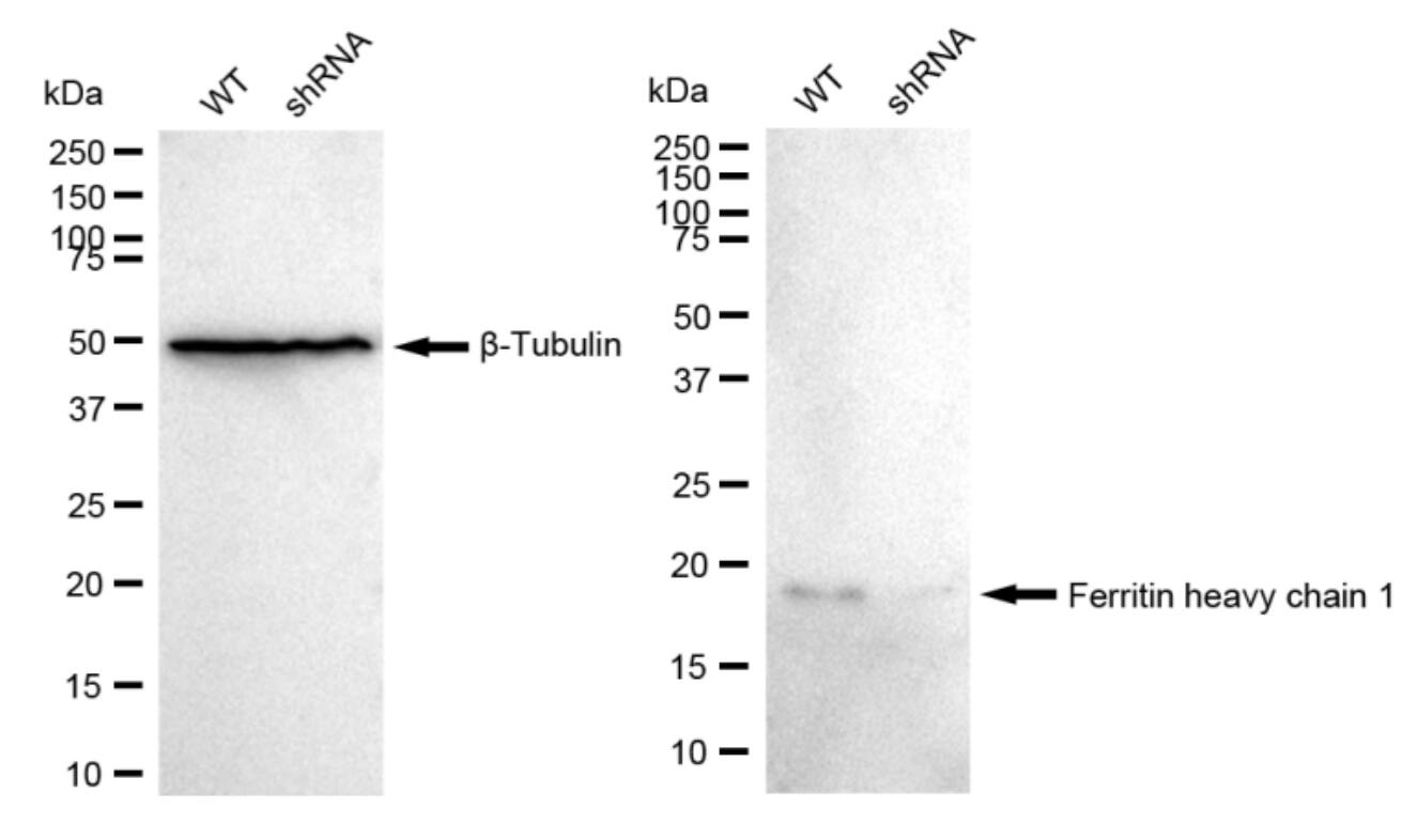 Ferritin Heavy Chain Antibody (23GB1860)