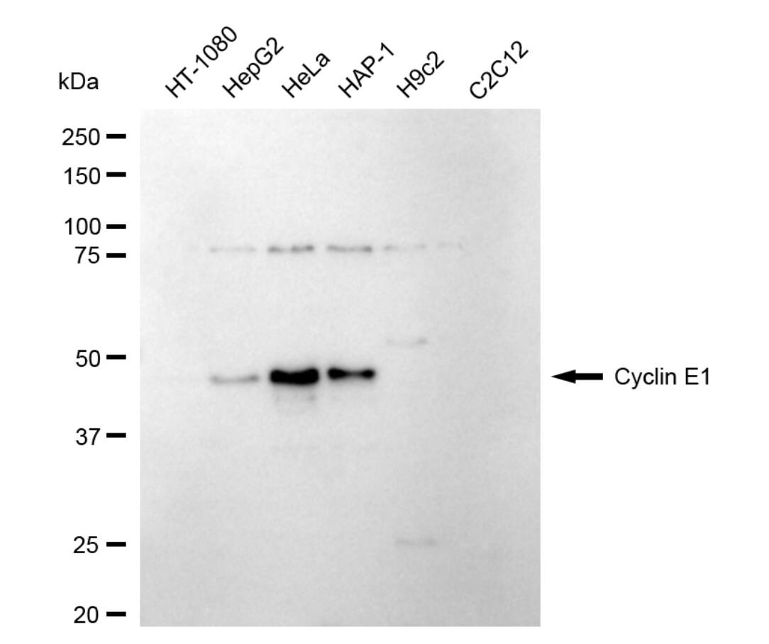 Cyclin E1 Antibody (24GB4745)