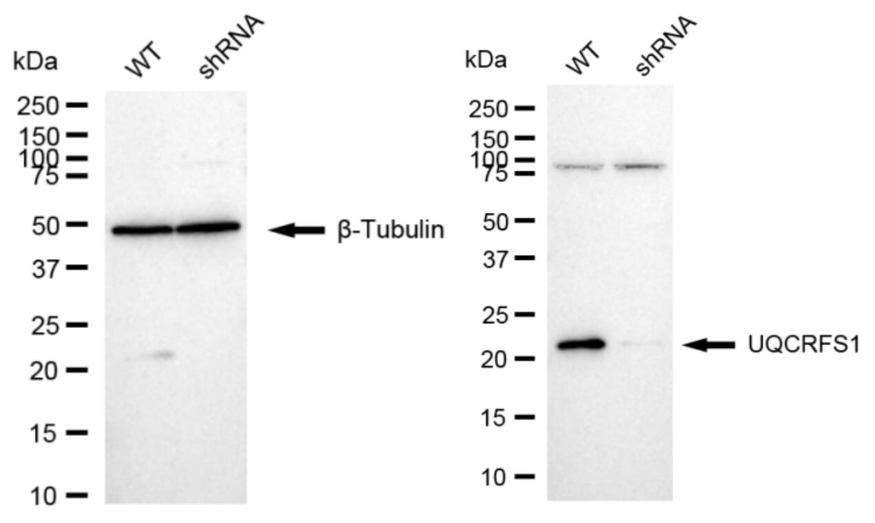 UQCRFS1 Antibody (24GB2460)