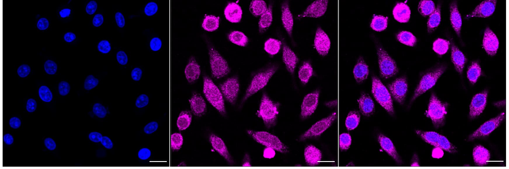 Bcl-10 Antibody (24GB2925)