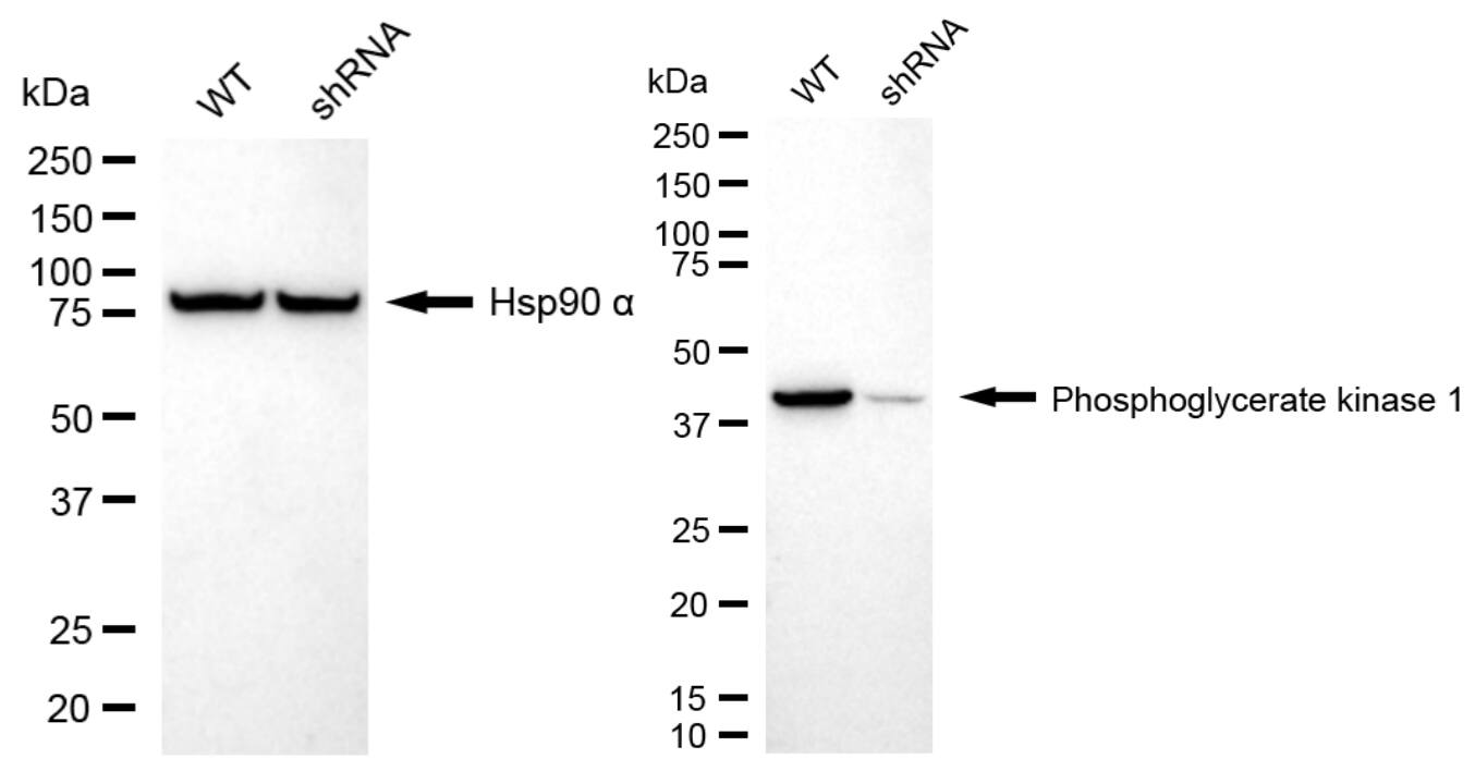 PGK1 Antibody (24GB2935)