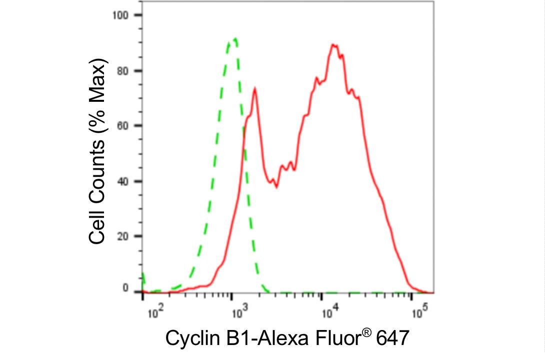 Cyclin B1 Antibody (24GB4305)