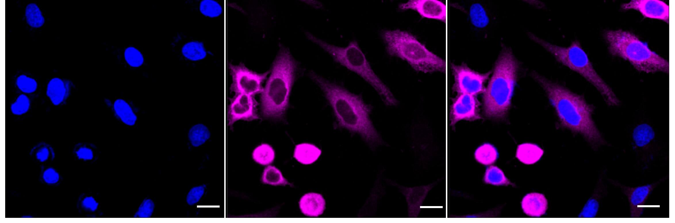 Cyclin B1 Antibody (24GB4305)