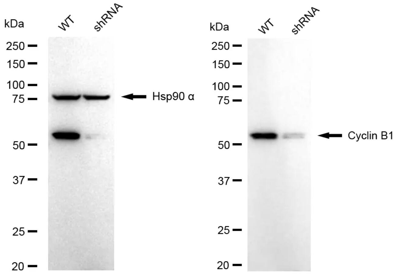 Cyclin B1 Antibody (24GB4305)