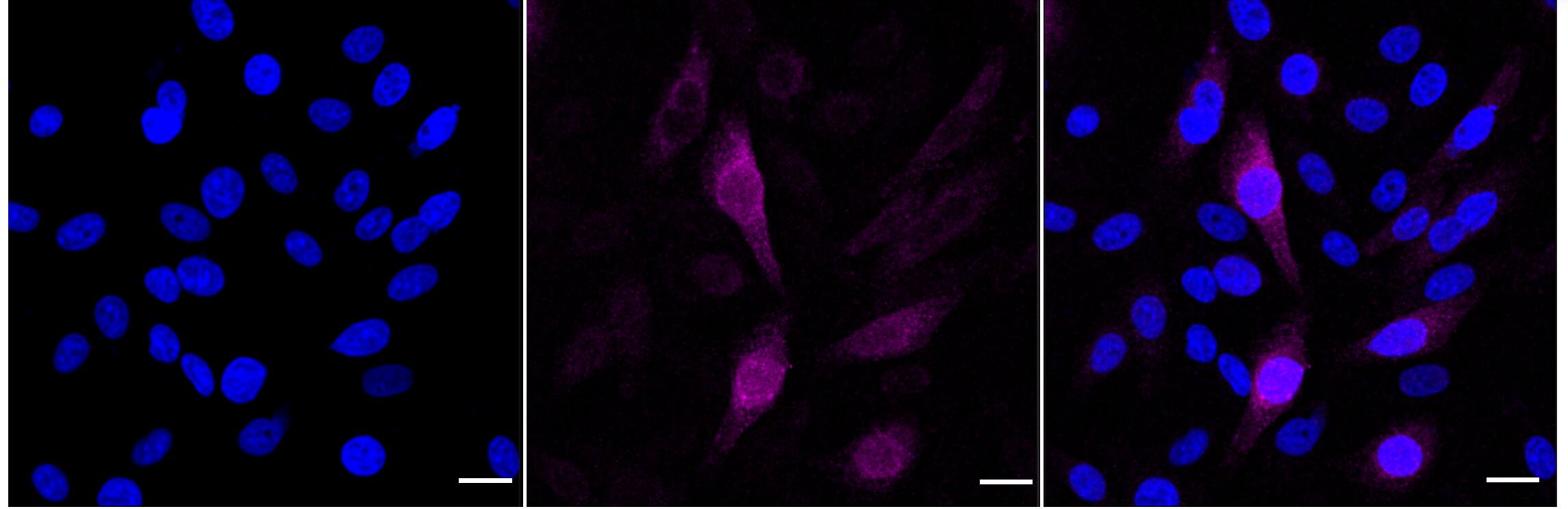 Cyclin B1 [p Ser126] Antibody (24GB4310)