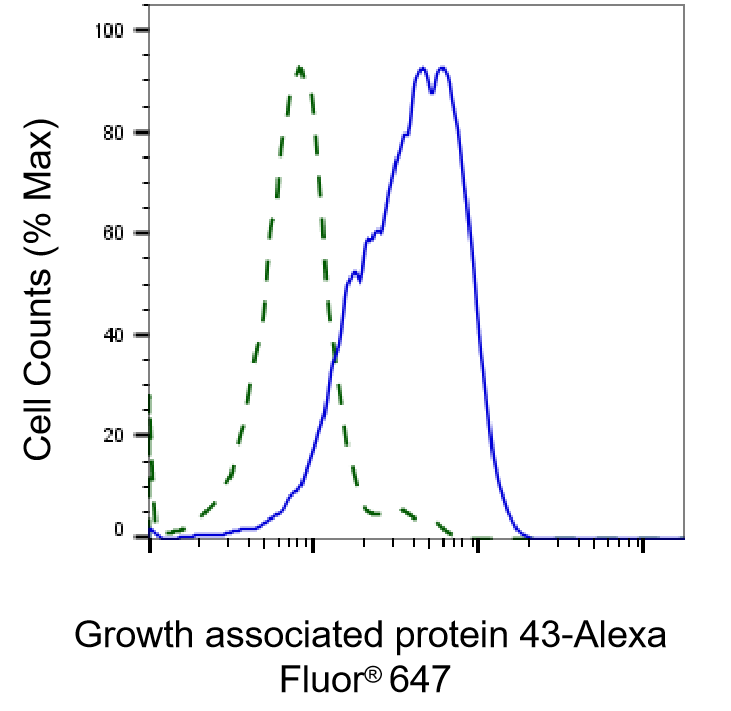 GAP-43 Antibody (23GB1195)