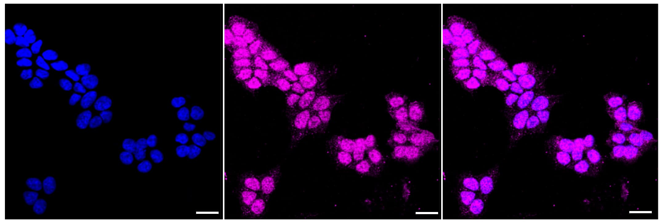 GAP-43 Antibody (23GB1195)