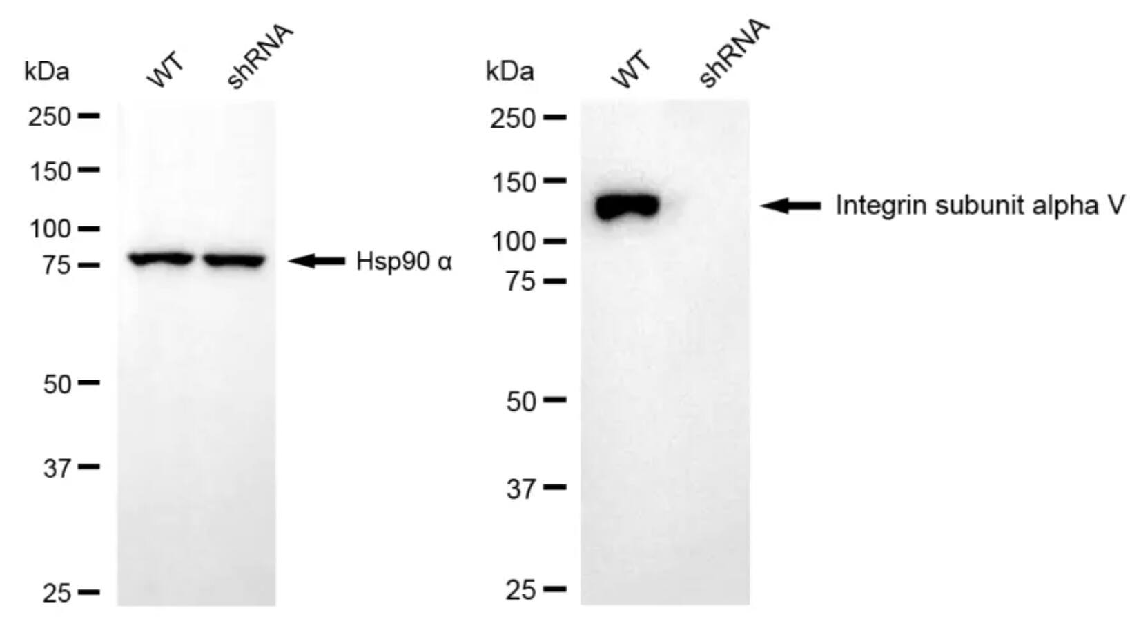 Integrin alpha V/CD51 Antibody (24GB4435)