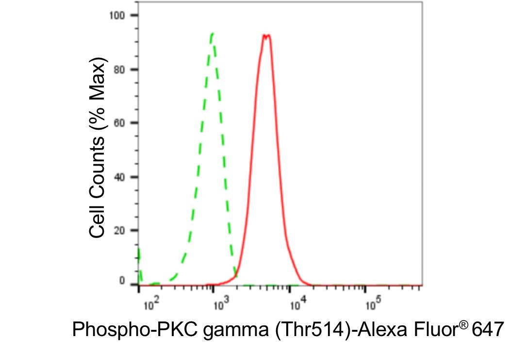 PKC gamma [p Thr514] Antibody (24GB4490)