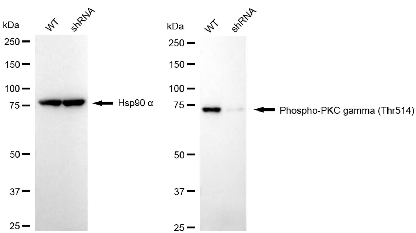 PKC gamma [p Thr514] Antibody (24GB4490)