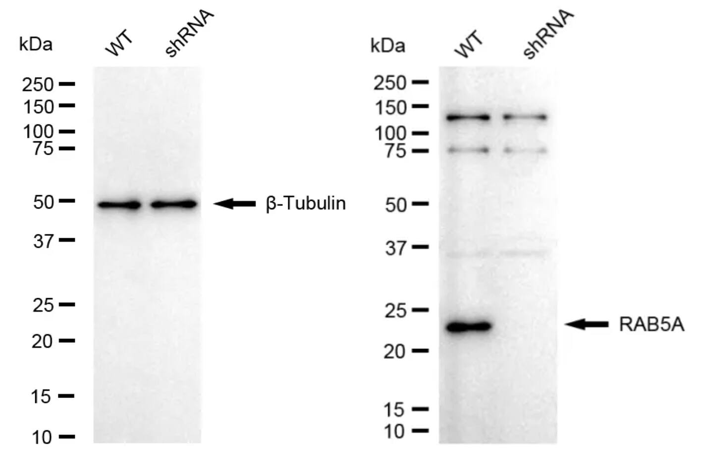 Rab5a Antibody (24GB4525)