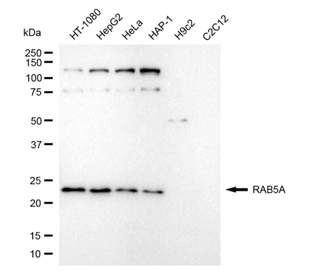 Rab5a Antibody (24GB4525)