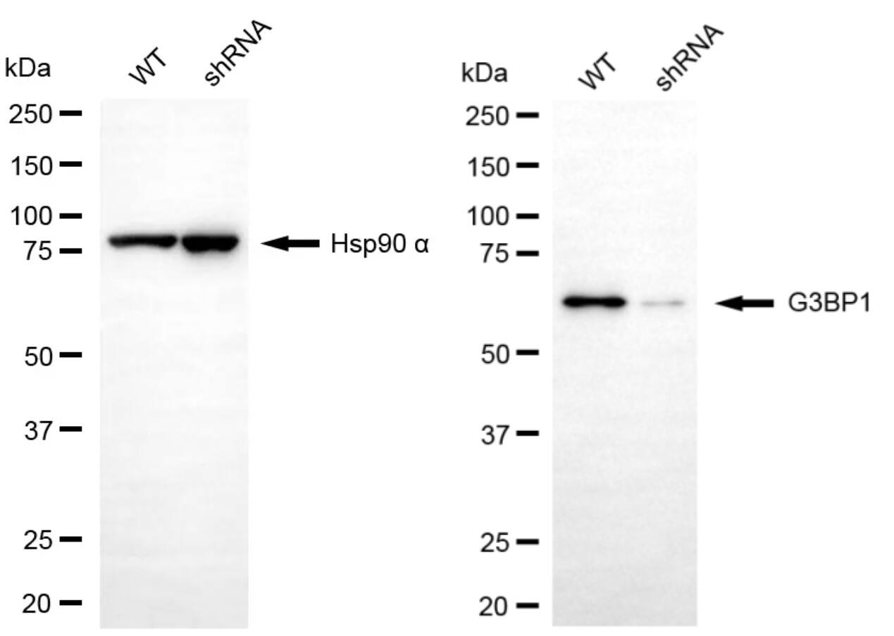 G3BP1 Antibody (24GB4580)