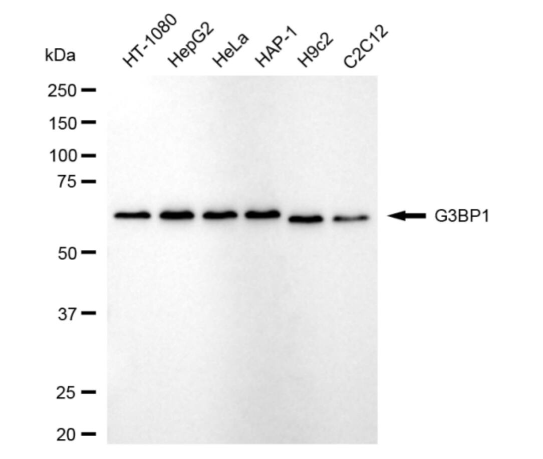G3BP1 Antibody (24GB4580)