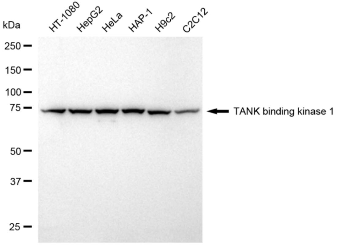 TBK1 Antibody (24GB4650)