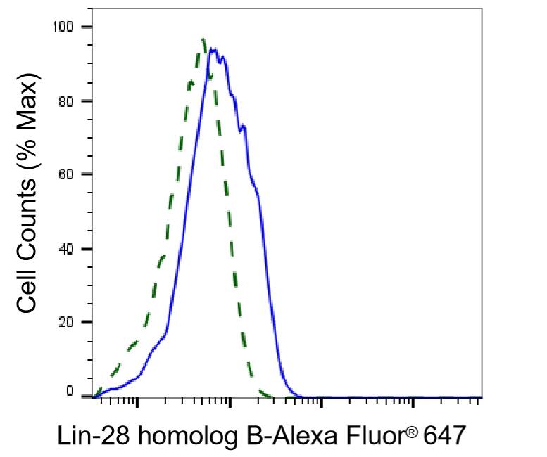 LIN-28B Antibody (24GB7210)