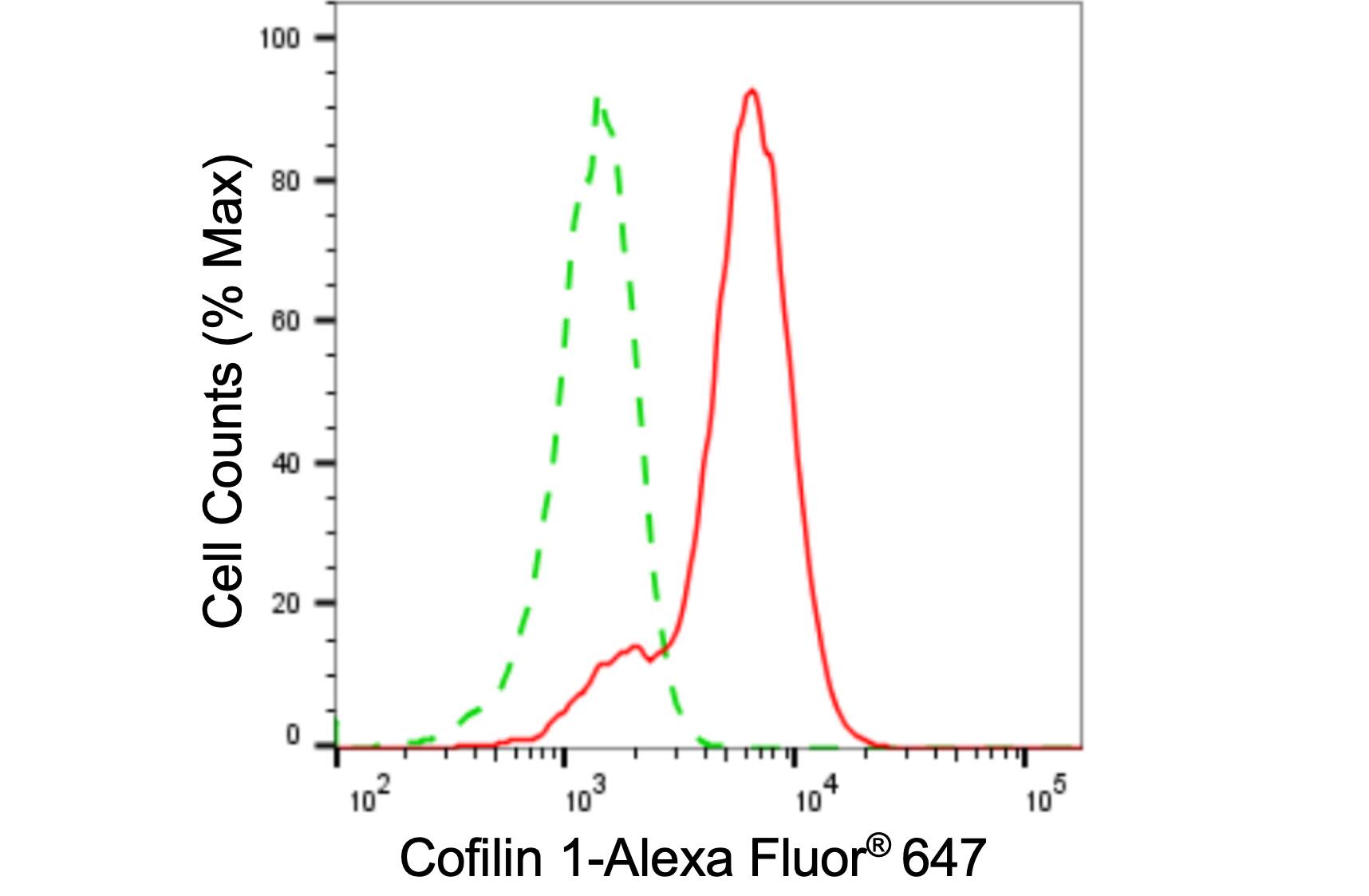 Cofilin Antibody (24GB4775)