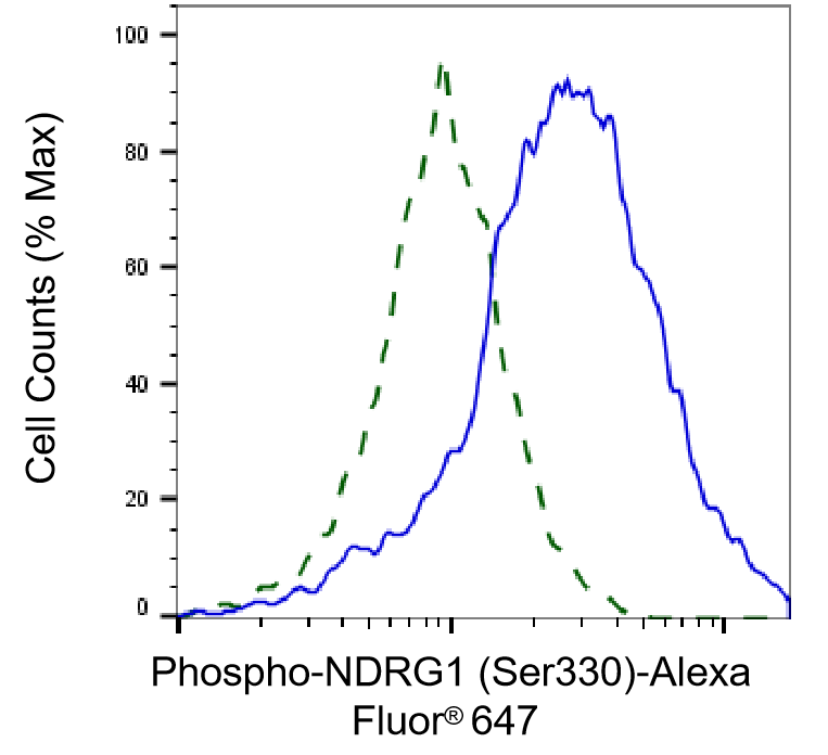 NDRG1 [p Ser330] Antibody (24GB4985)