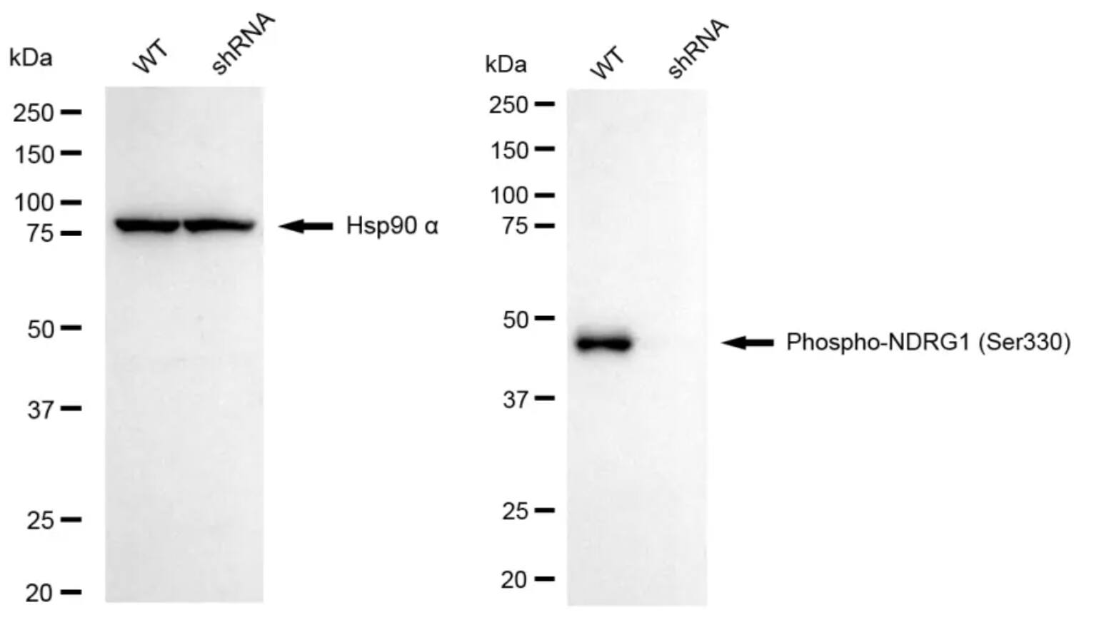 NDRG1 [p Ser330] Antibody (24GB4985)