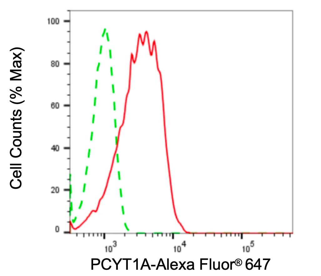 PCYT1A Antibody (24GB5015)