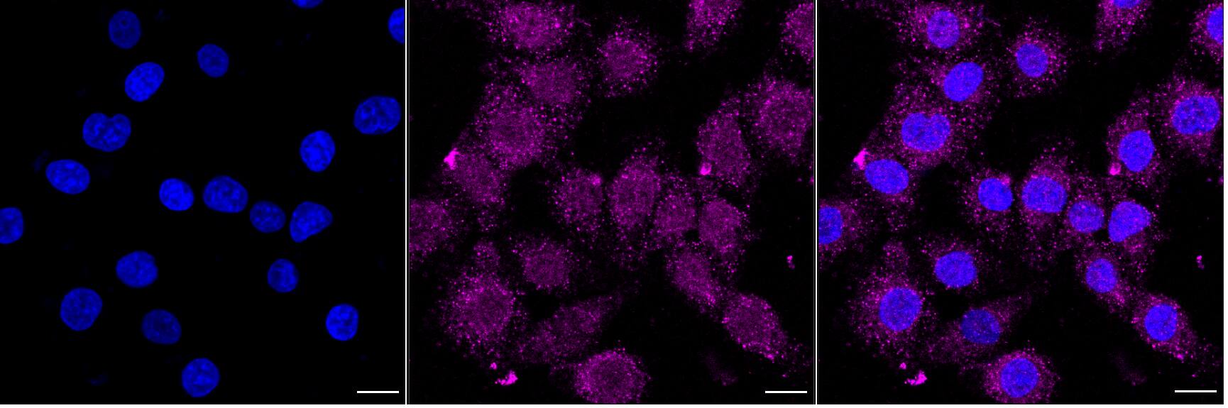 Bcl-xL Antibody (24GB5350)