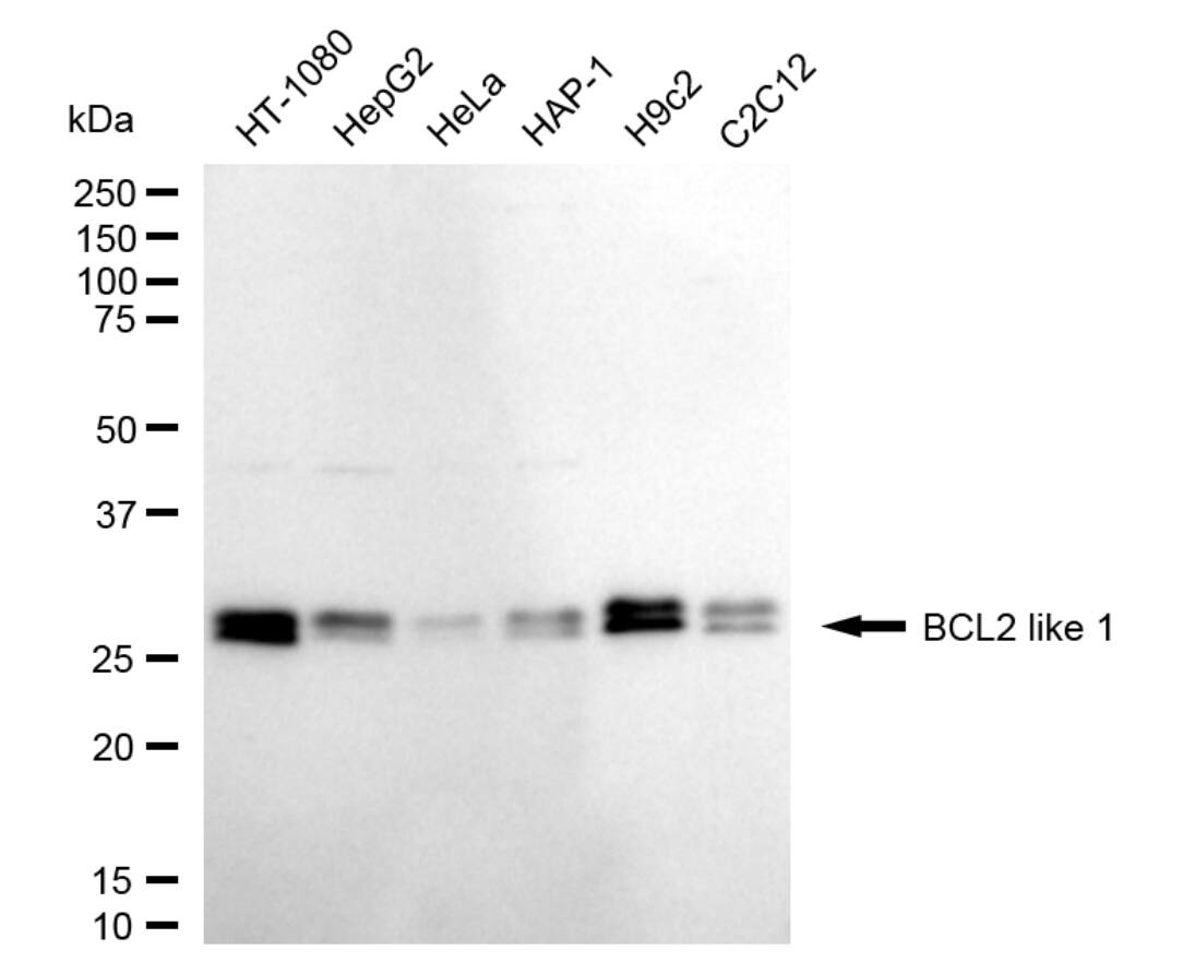 Bcl-xL Antibody (24GB5350)