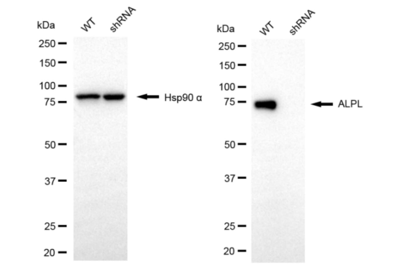 Alkaline Phosphatase/ALPL Antibody (24GB5855)