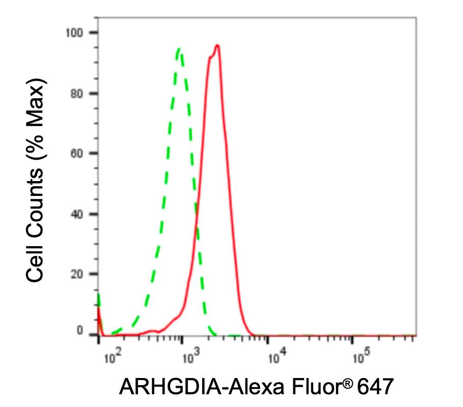 RhoGDI Antibody (24GB6235)