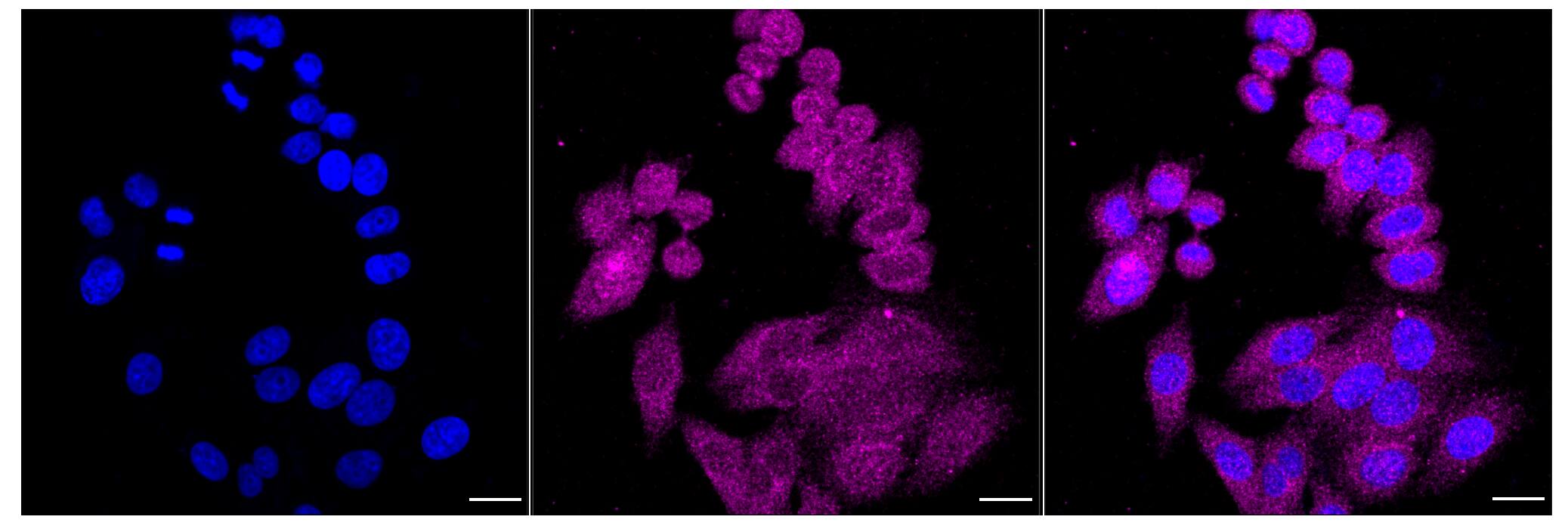 RhoGDI Antibody (24GB6235)