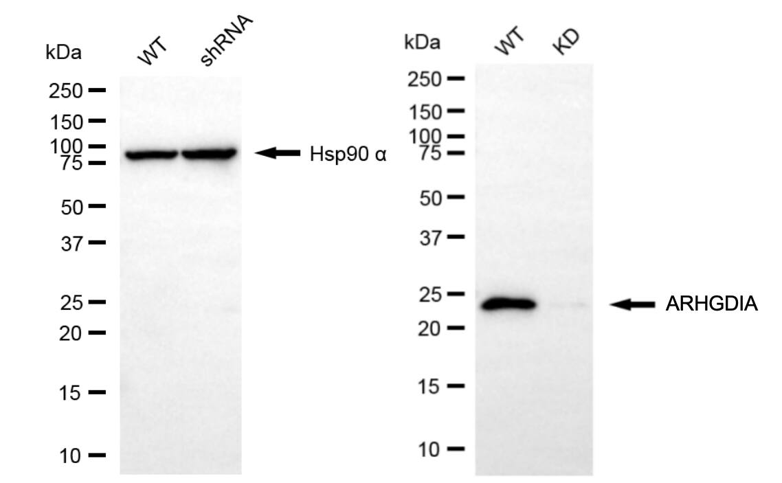 RhoGDI Antibody (24GB6235)