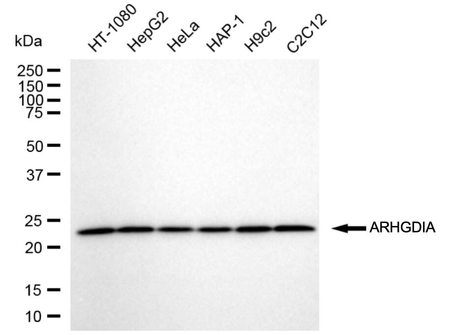 RhoGDI Antibody (24GB6235)