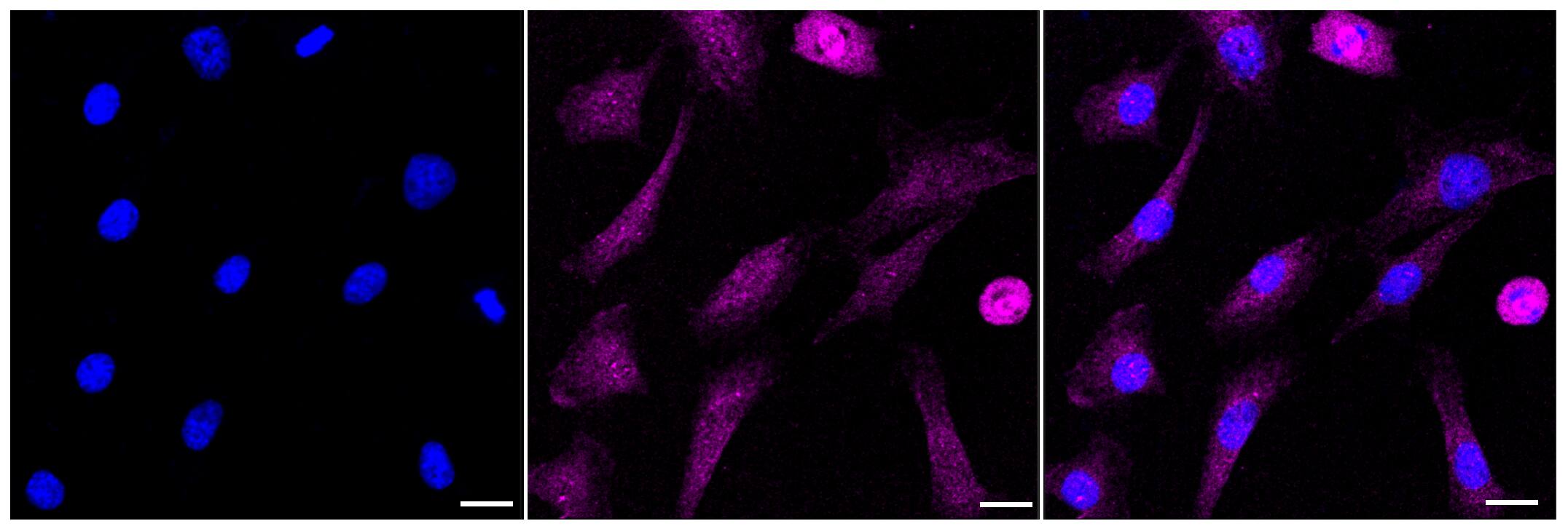 Ago2/eIF2C2 Antibody (23GB1790)