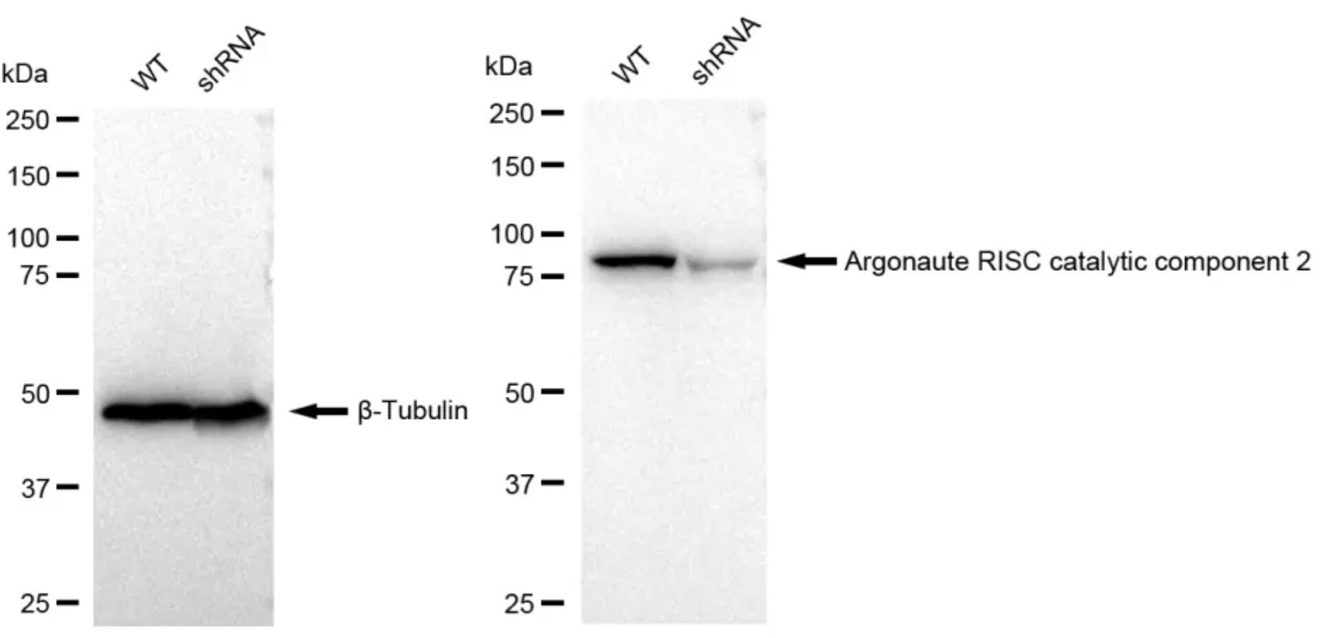Ago2/eIF2C2 Antibody (23GB1790)