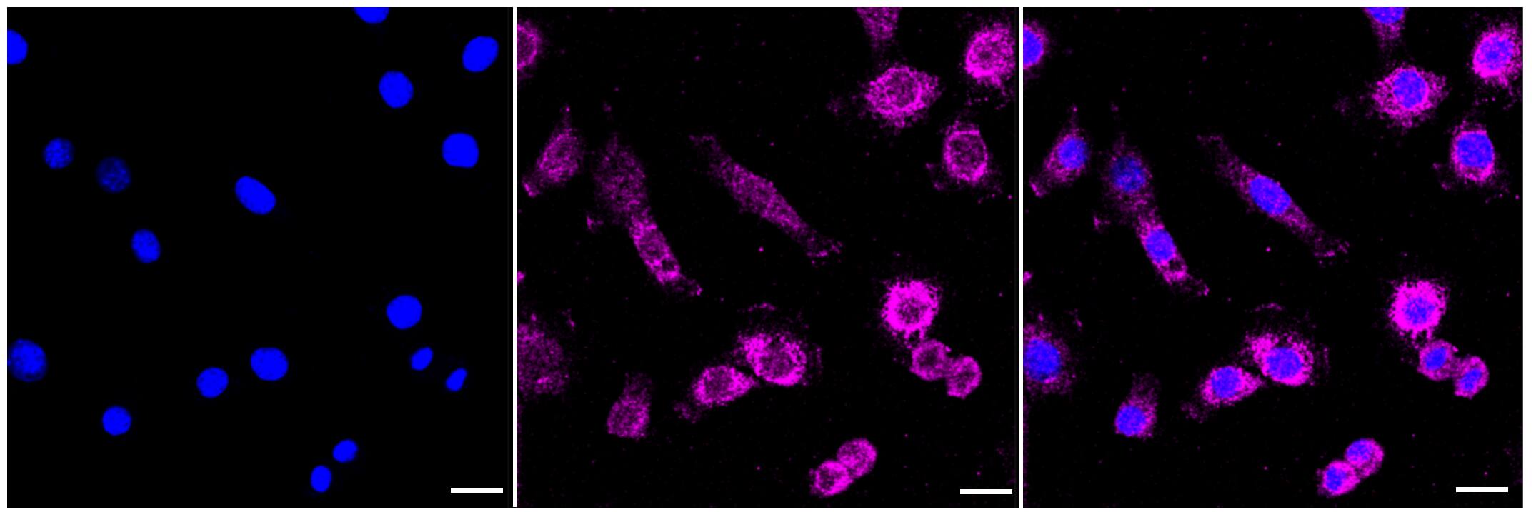 GNAQ Antibody (23GB1295)