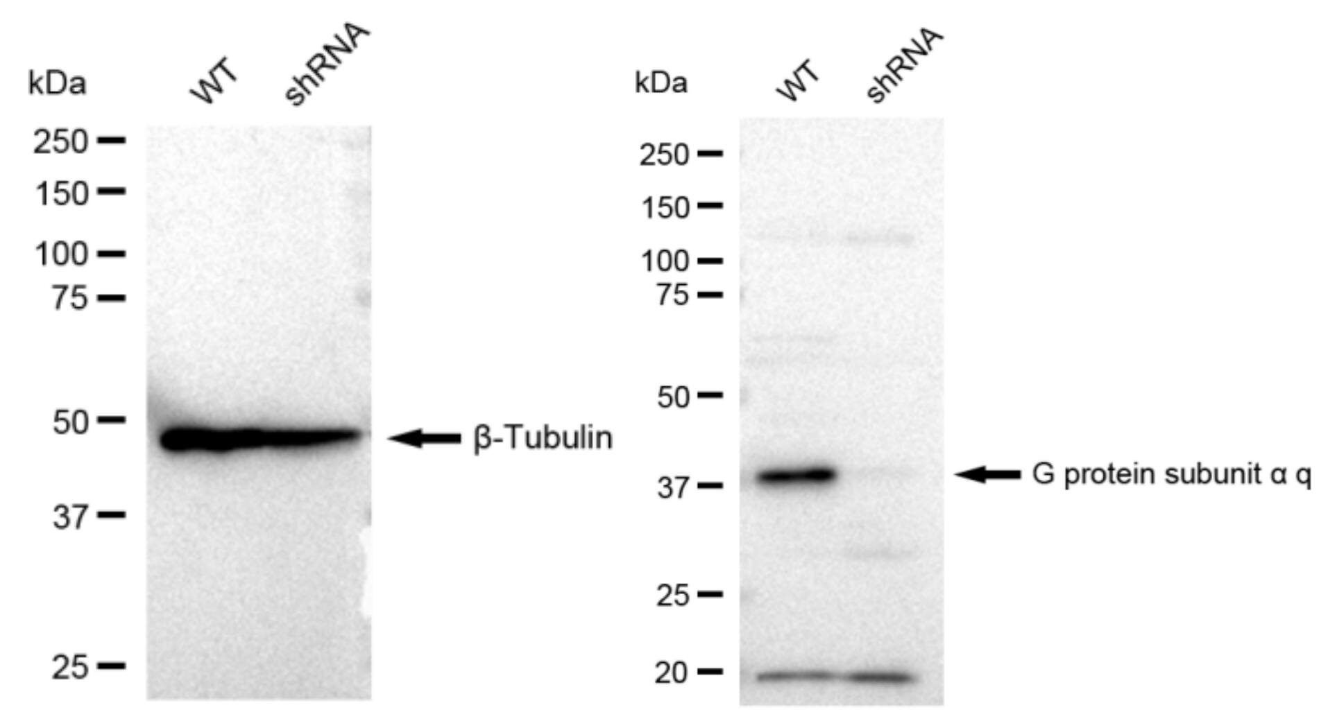 GNAQ Antibody (23GB1295)
