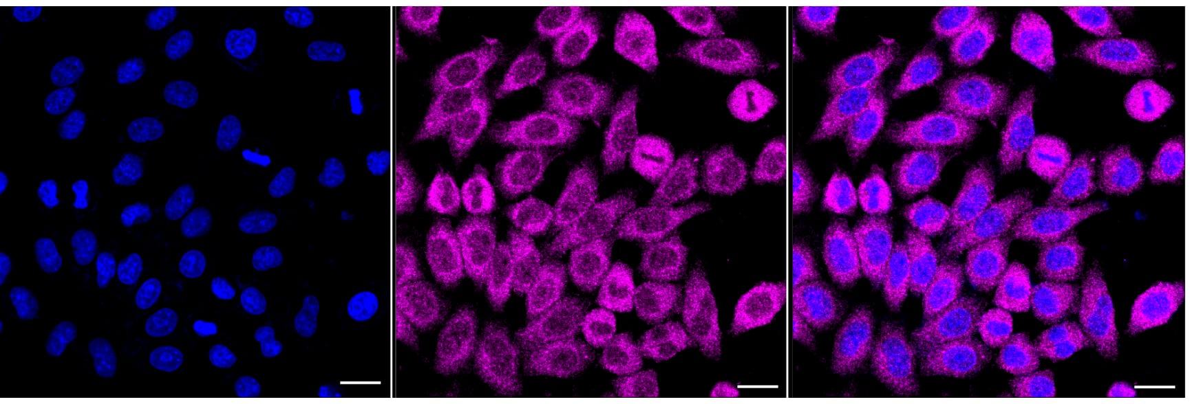 BID Antibody (24GB6760)