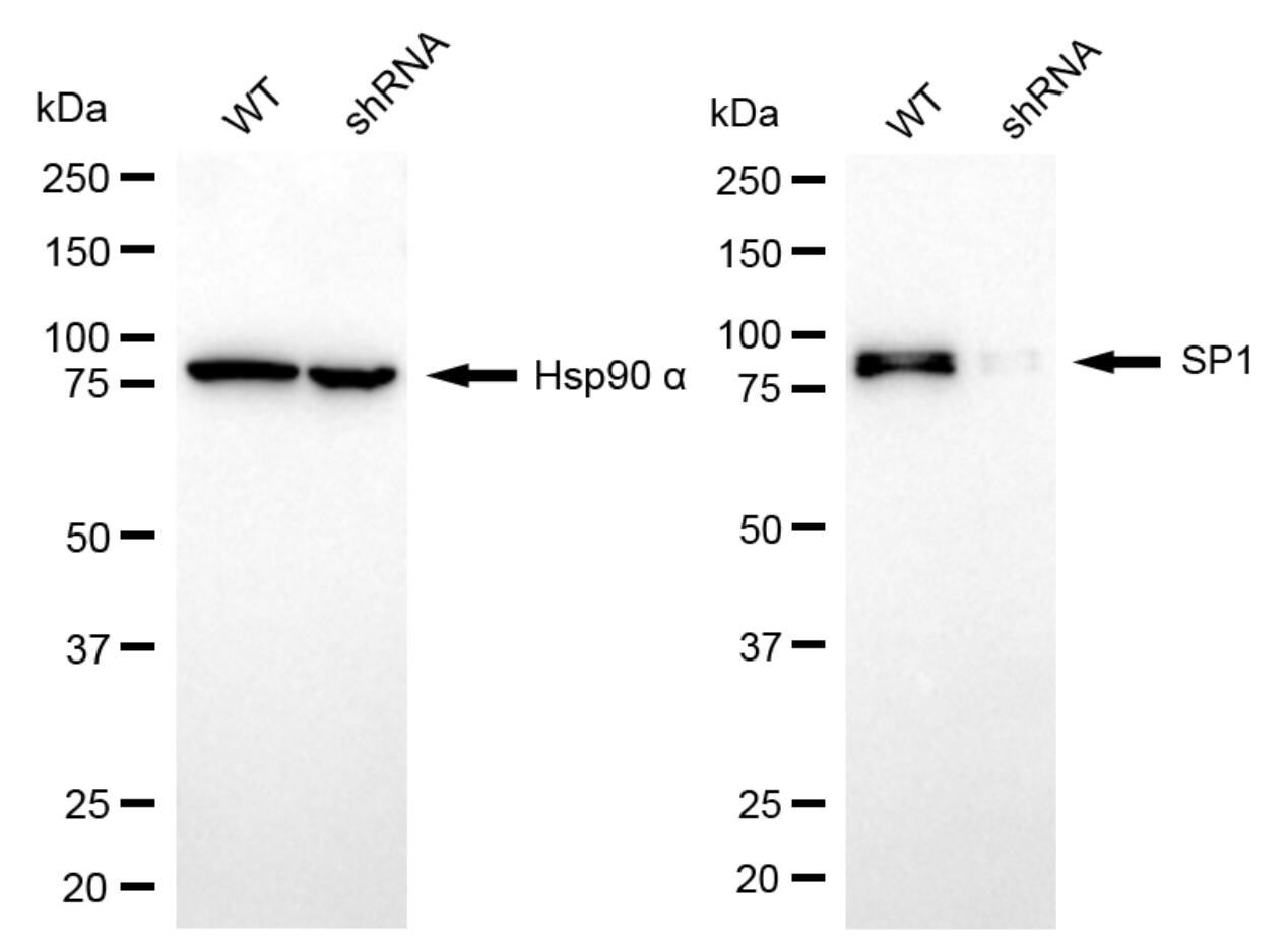 SP1 Antibody (24GB7095)