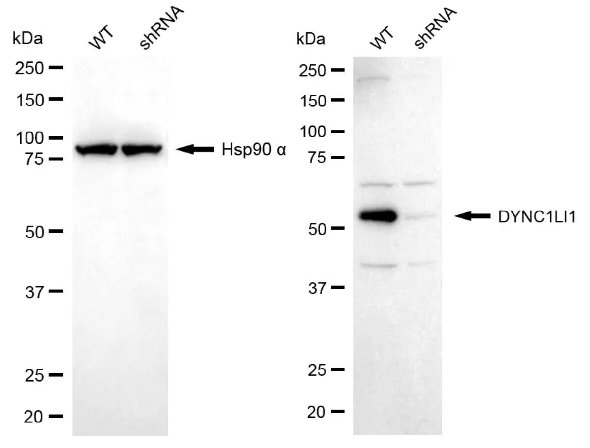 DYNC1LI1 Antibody (24GB8115)