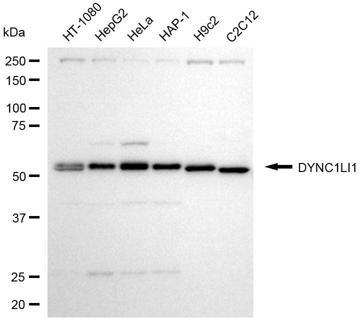 DYNC1LI1 Antibody (24GB8115)