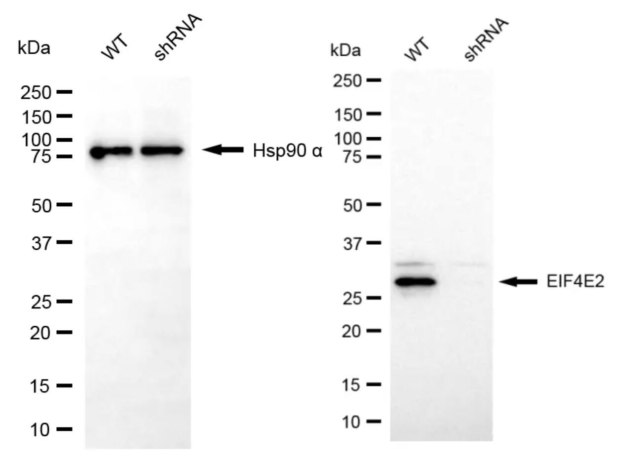 EIF4E2 Antibody (24GB8140)