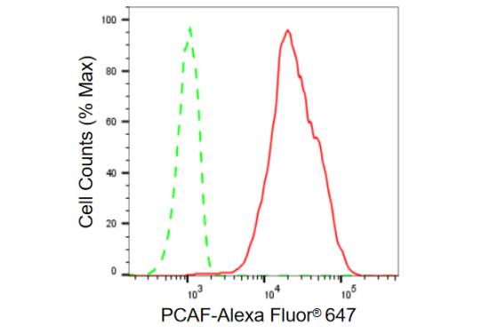 PCAF Antibody (23GB910)