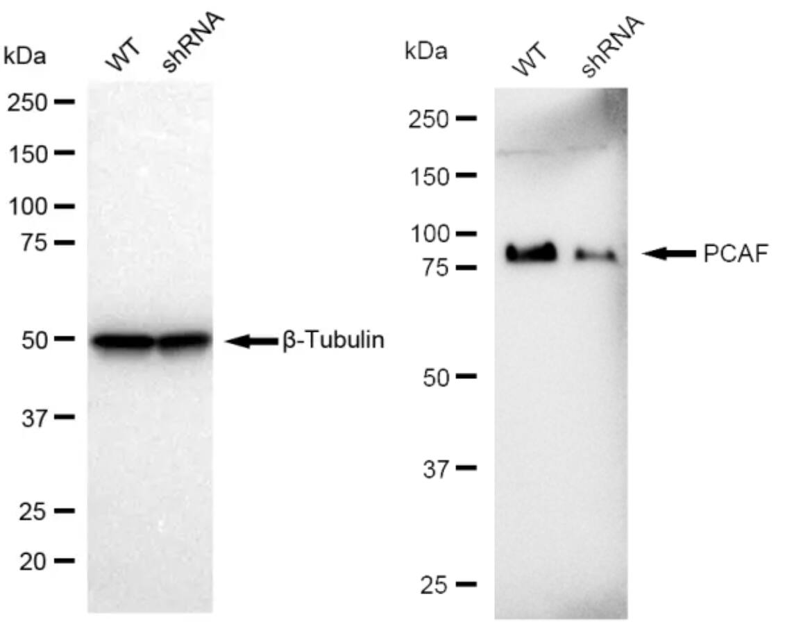 PCAF Antibody (23GB910)