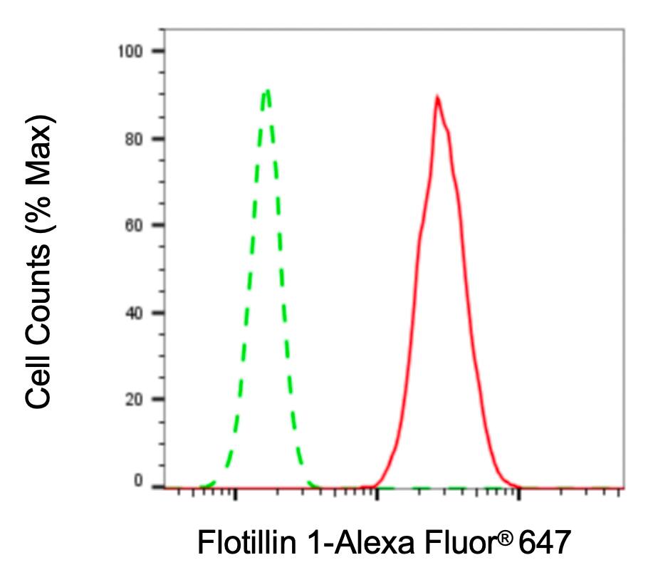 Flotillin-1 Antibody (23GB1015)