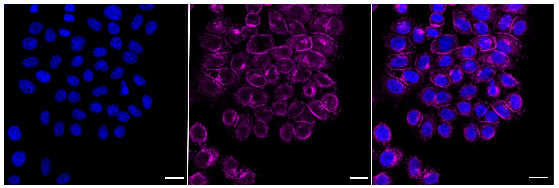 Flotillin-1 Antibody (23GB1015)