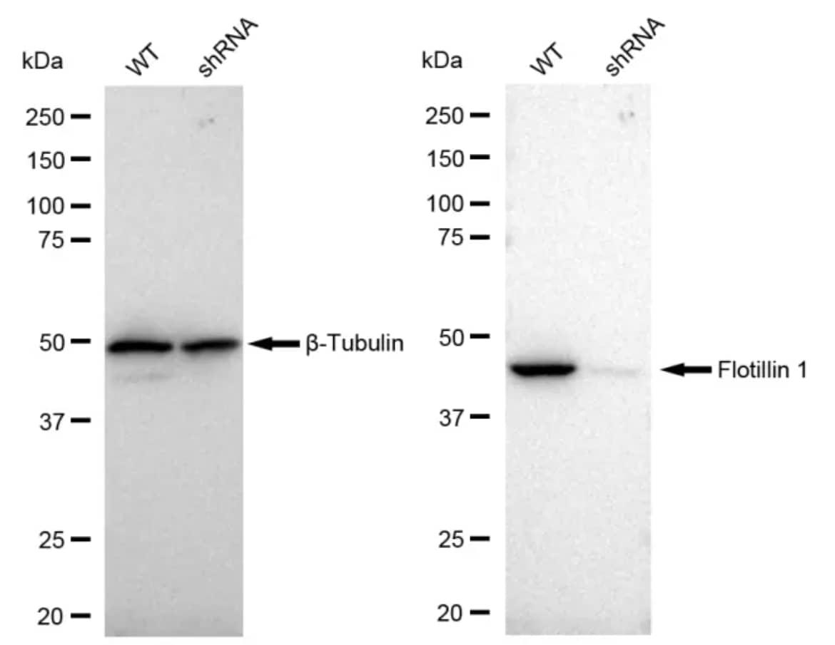 Flotillin-1 Antibody (23GB1015)