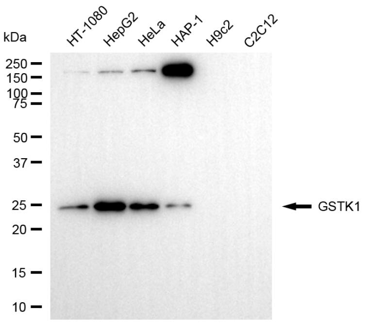 Glutathione S Transferase kappa 1 Antibody (24GB13635)