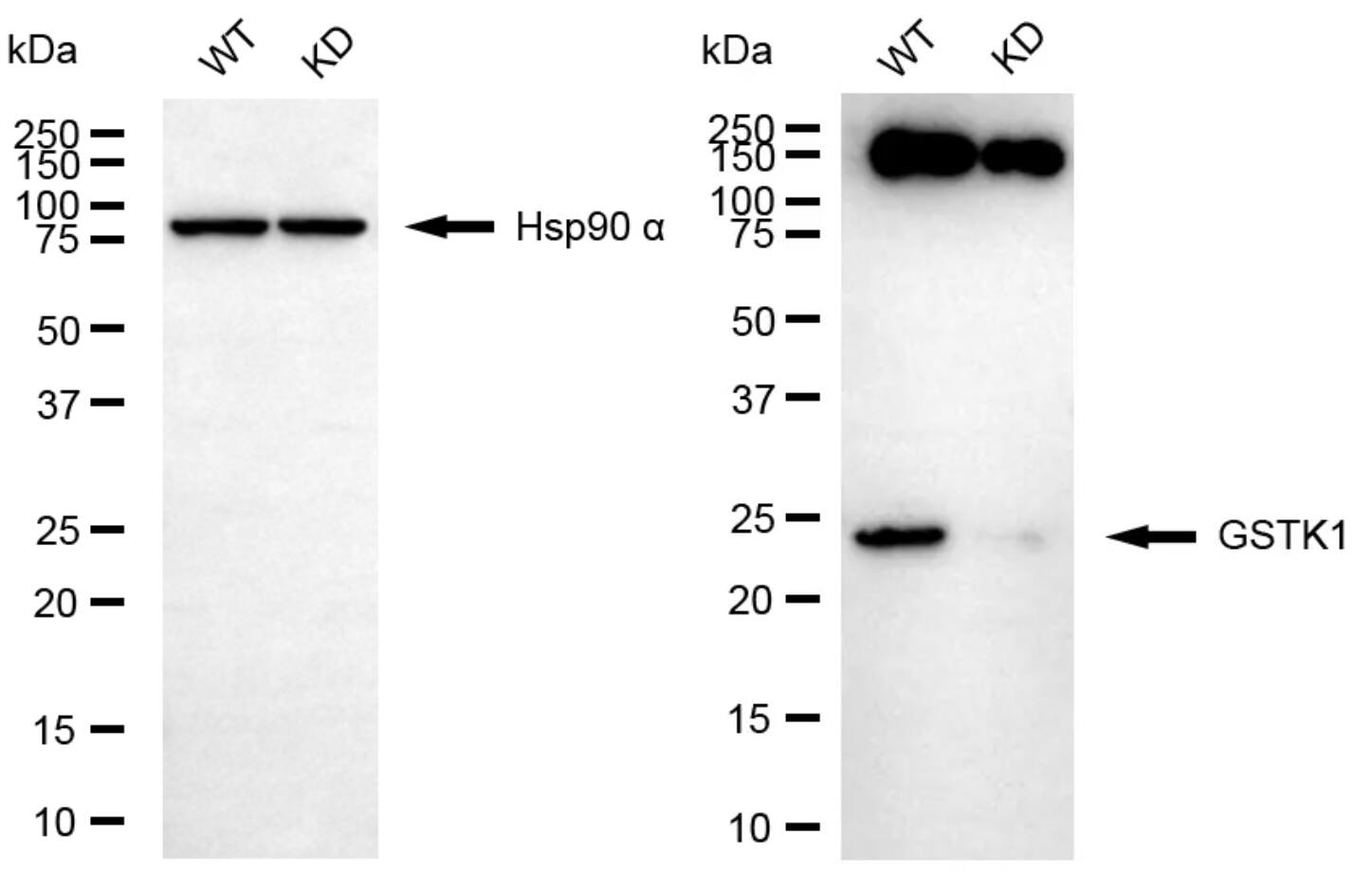 Glutathione S Transferase kappa 1 Antibody (24GB13635)