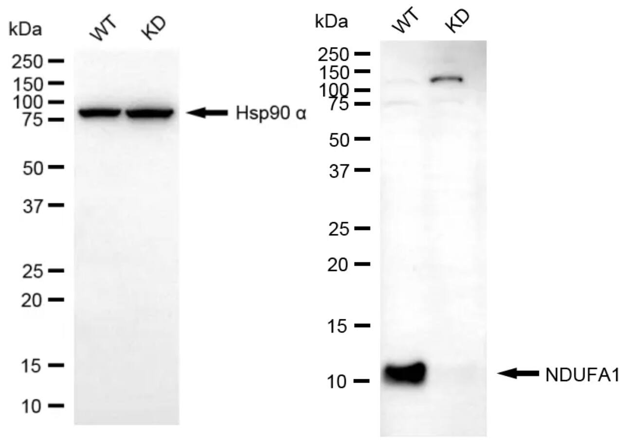 NDUFA1 Antibody (24GB13685)